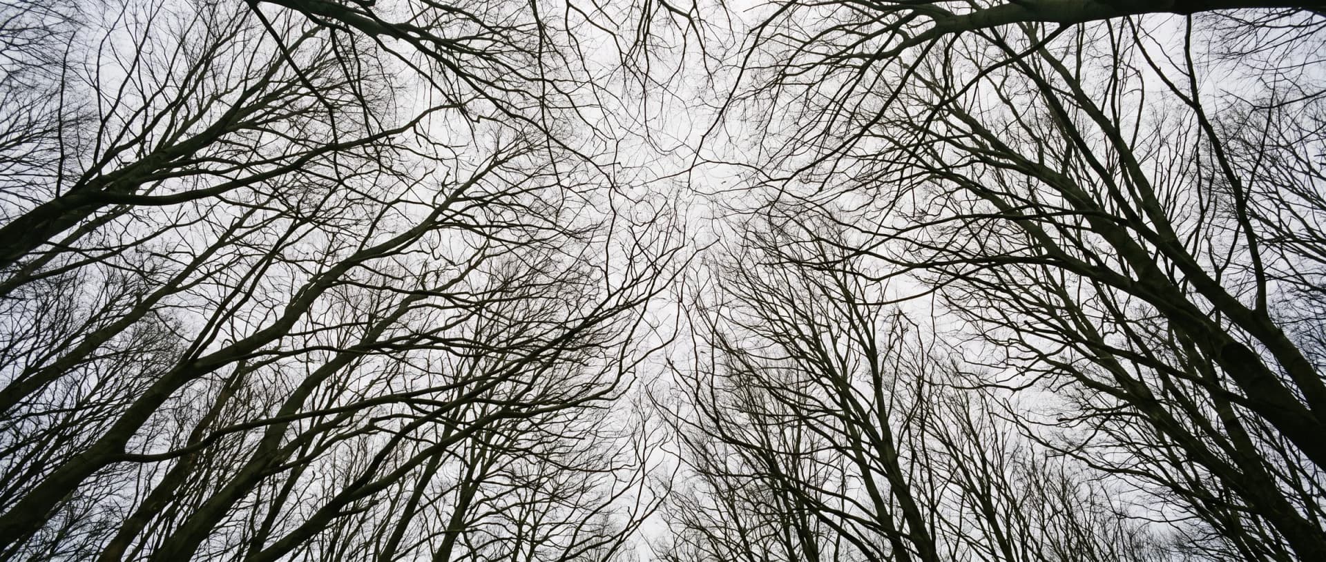 Baumkronen von unten gegen den Himmel